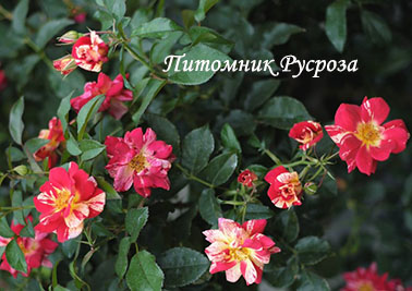 ART NOUVEAU (PEJAMARK)