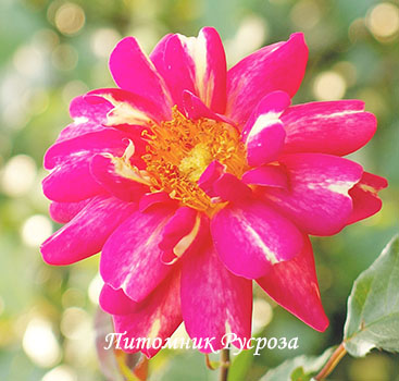 ART NOUVEAU (PEJAMARK)