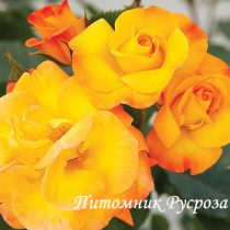 BRIGHT SMILES ШТ 80-100