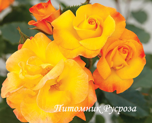 BRIGHT SMILES ШТ 80-100