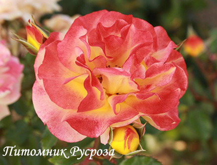 BRIGHT SMILES ШТ 80-100