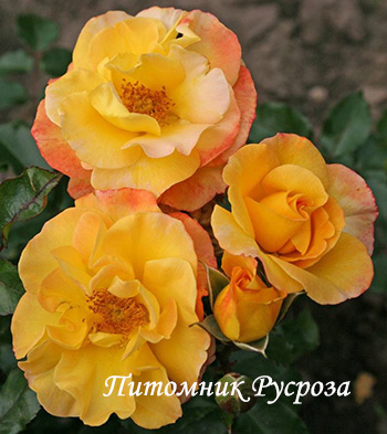 BRIGHT SMILES ШТ 80-100