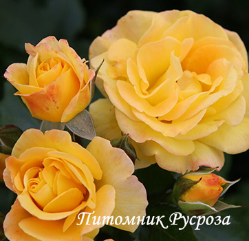 BRIGHT SMILES ШТ 80-100