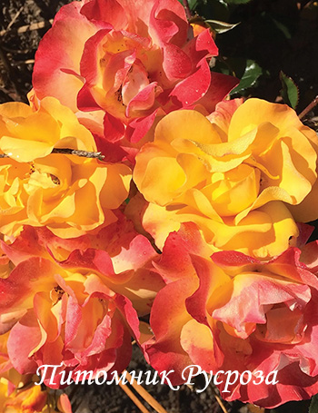 BRIGHT SMILES ШТ 80-100