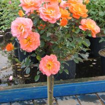 BRILLIANT SWEET DREAM ШТ 50-70