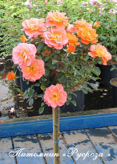 BRILLIANT SWEET DREAM ШТ 50-70