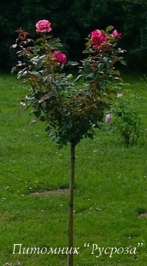 BROCELIANDE (ADATERHUIT) ШТ 80-90