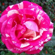 BROCELIANDE (ADATERHUIT) ШТ 80-90