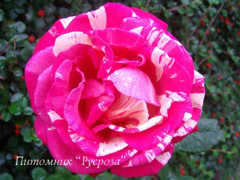 BROCELIANDE (ADATERHUIT) ШТ 80-90