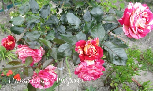 BROCELIANDE (ADATERHUIT) ШТ 80-90