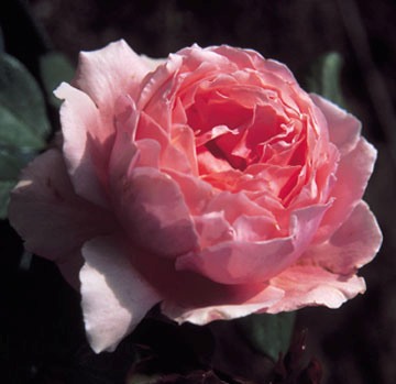 BROTHER CADFAEL ШТ 100-110