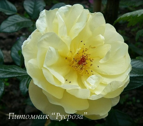 CANICULE ШТ 100-110