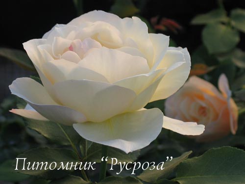 CANICULE ШТ 100-110