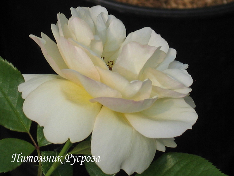 CANICULE ШТ 100-110