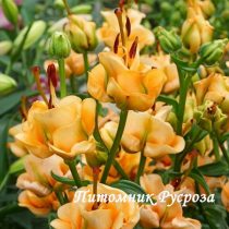 Лилия Азиатская 