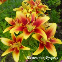 Лилия Азиатская 