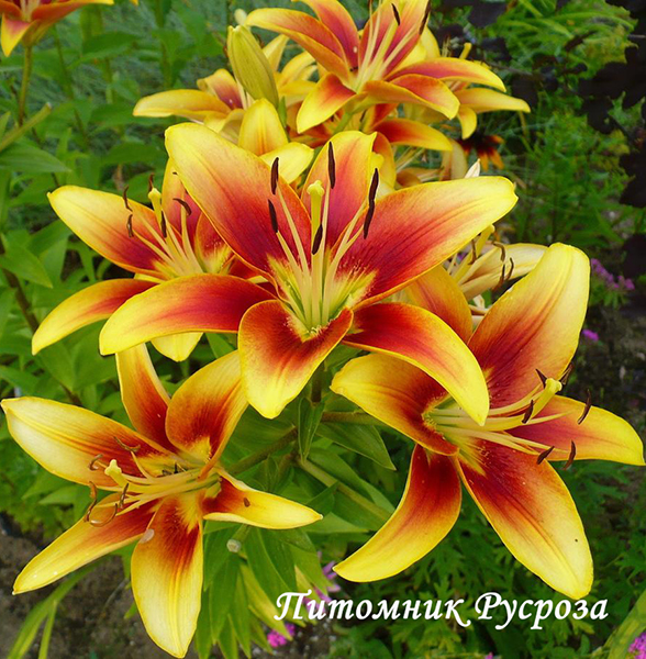 Лилия Азиатская 