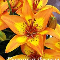 Лилия Азиатская 