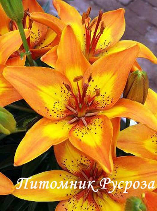 Лилия Азиатская 