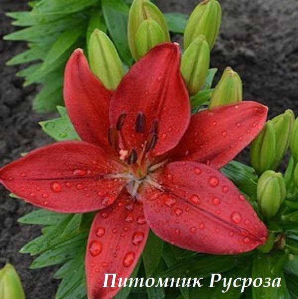 Лилия Азиатская 