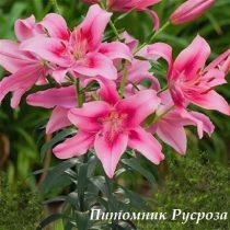 Лилия Азиатская 