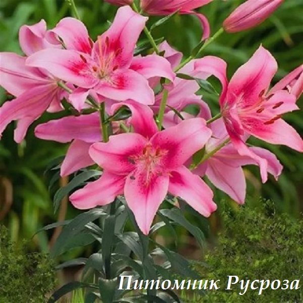 Лилия Азиатская 