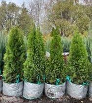 Туя западная 