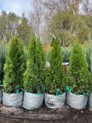 Туя западная 