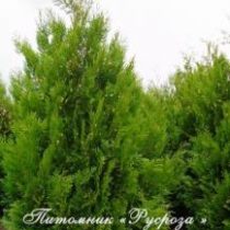 Туя складчатая 