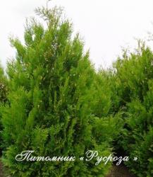 Туя складчатая 