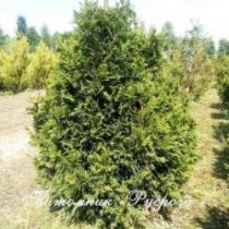 Туя складчатая 