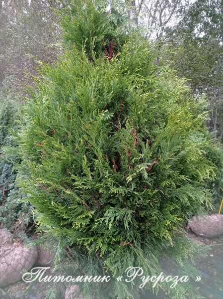 Туя складчатая 