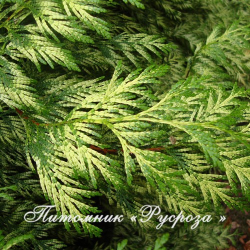 Туя складчатая 