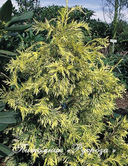 Туя складчатая 