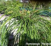 Туя складчатая 