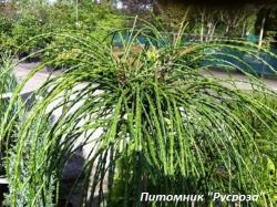 Туя складчатая 