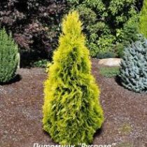 Туя западная 