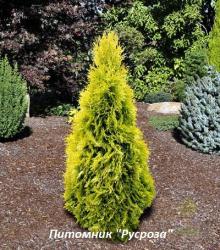 Туя западная 