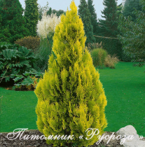 Туя западная 