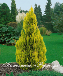 Туя западная 