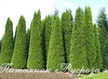 Туя западная 
