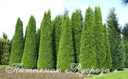 Туя западная 