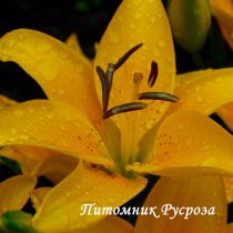 Лилия Азиатская 