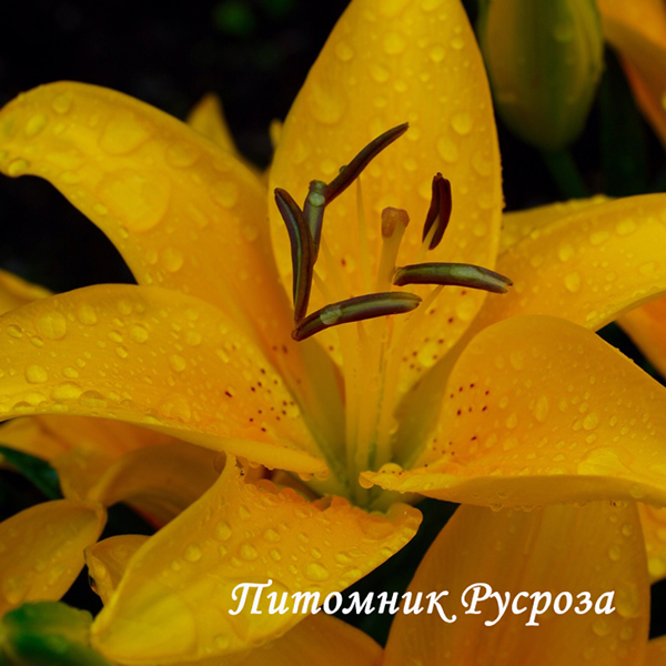 Лилия Азиатская 