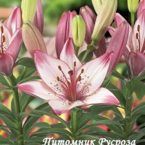 Лилия Азиатская 