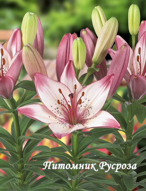 Лилия Азиатская 