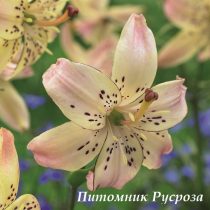 Лилия Азиатская 