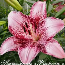 Лилия Азиатская 