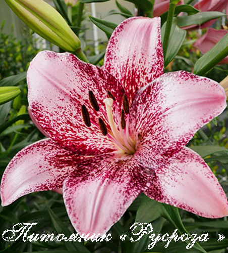 Лилия Азиатская 