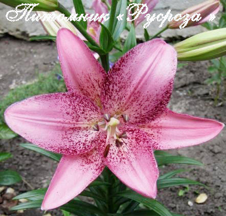 Лилия Азиатская 